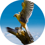 Holly the Aplomado Falcon