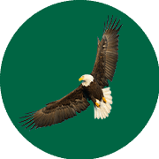 Maria the Bald Eagle