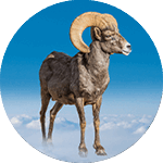 Sierra the Bighorn Sheep