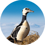 Wilhelm the Steller's Eider