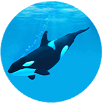 Ozzy the Orca