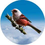 Rosa the Pink-Headed Warbler