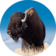 Thunder the Bison 